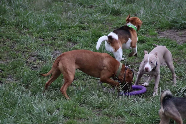 Собаки Играют Парке — стоковое фото