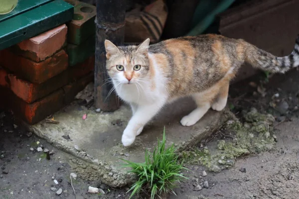 花园里的猫 — 图库照片