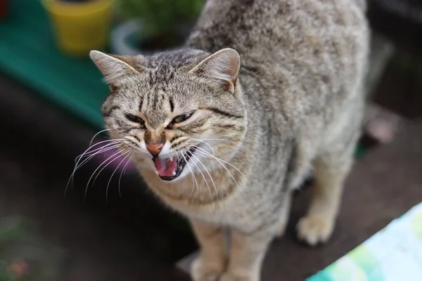 Gatto Giardino — Foto Stock