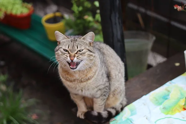 Katze Garten — Stockfoto