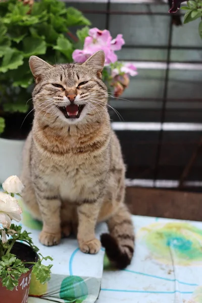 Cat Garden — Stock Photo, Image