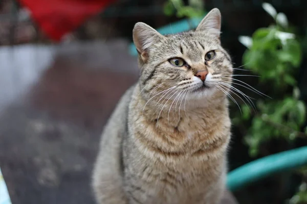 Gato Jardín —  Fotos de Stock