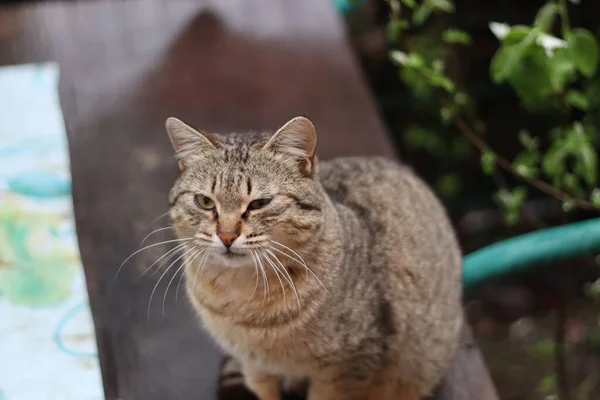 Katze Garten — Stockfoto