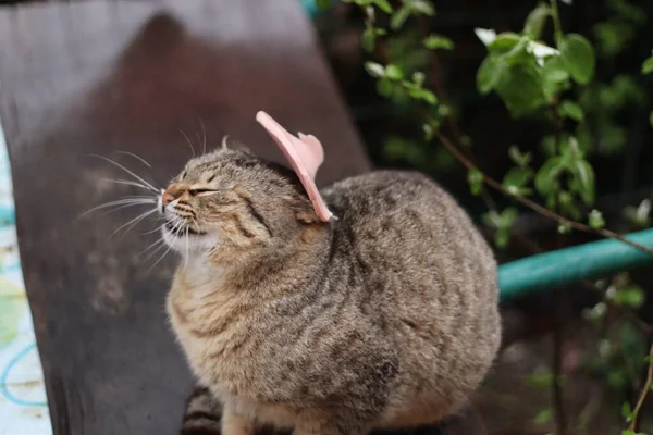 Bahçedeki Kedi — Stok fotoğraf