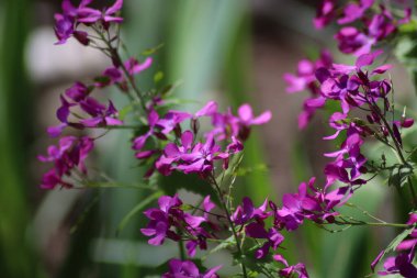 Bahçedeki çiçekler