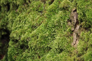 Taşta yeşil yosun var.