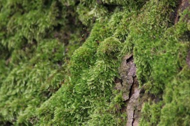 Taşta yeşil yosun var.