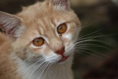 Bir kedinin portresi