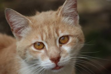 Bir kedinin portresi