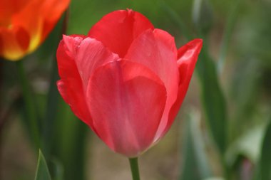 kırmızı ve sarı laleler