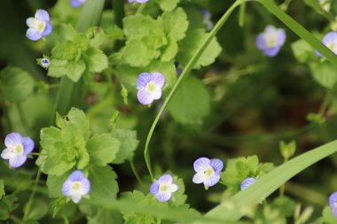 Bahçedeki çiçekler