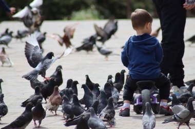 Parktaki güvercinler ve çocuklar