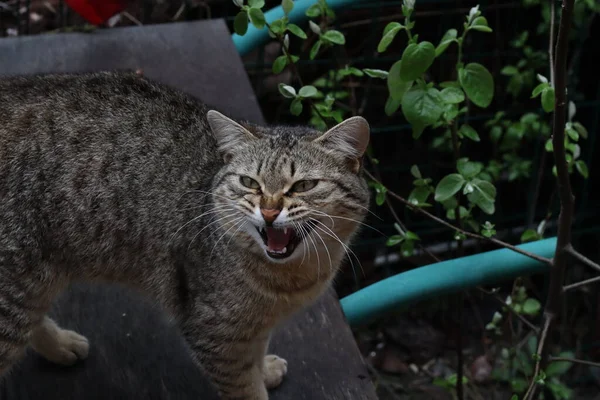 花园里的猫 — 图库照片