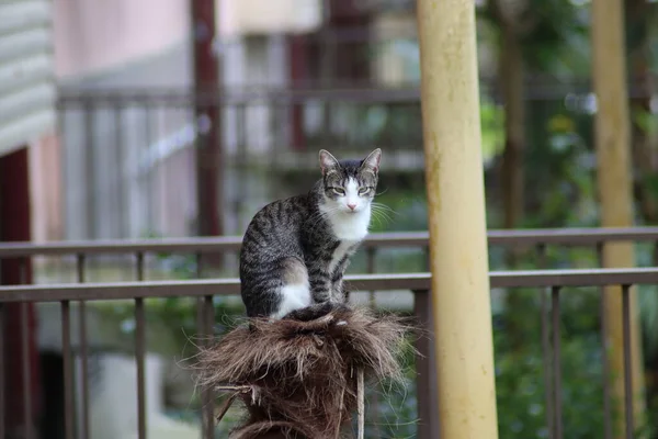 Gato Jardín — Foto de Stock