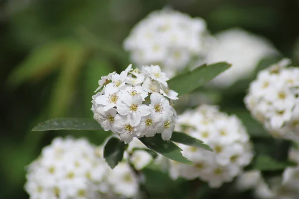 Vita Blommor Spirea Wangutta — Stockfoto