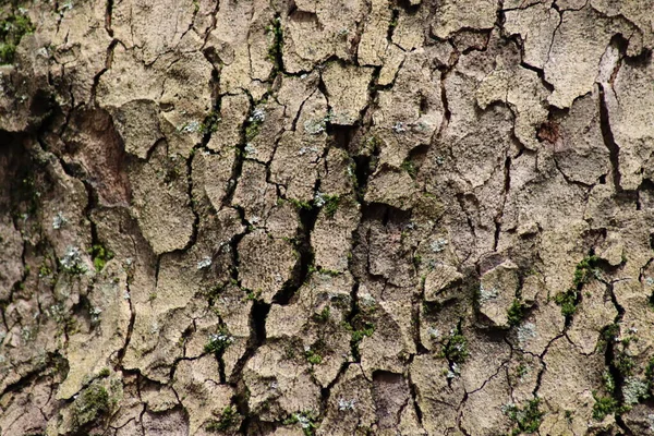 Mooie Textuur Van Oude Boomschors — Stockfoto