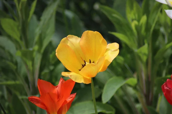 Tulipanes Rojos Amarillos — Foto de Stock
