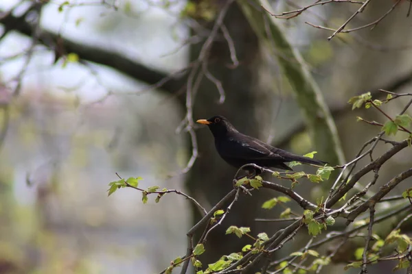 Чорний Птах Гілці — стокове фото