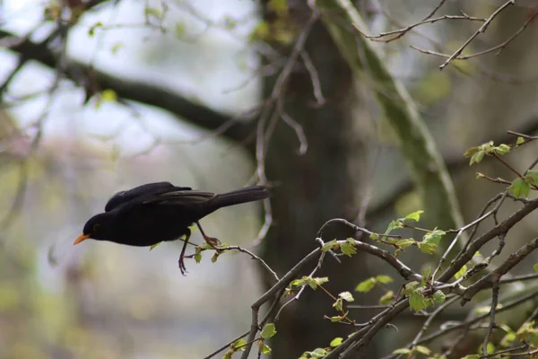 Amsel Auf Einem Ast — Stockfoto