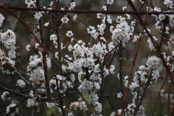 Bahçede Çiçek Açan Mandalina — Stok fotoğraf