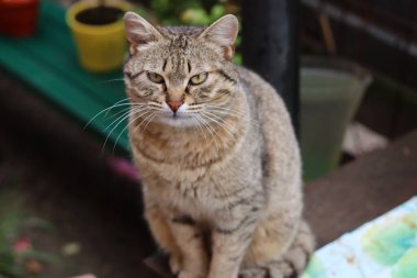 Bir kedinin portresi