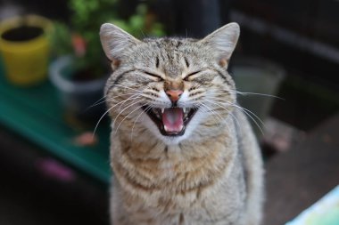 Bir kedinin portresi