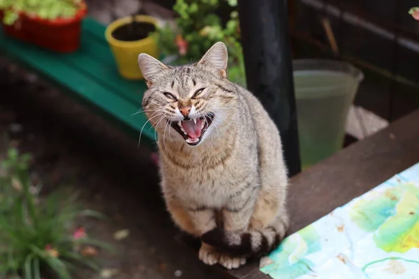 Retrato Gato — Foto de Stock