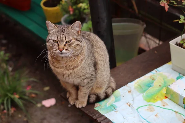 Porträt Einer Katze — Stockfoto