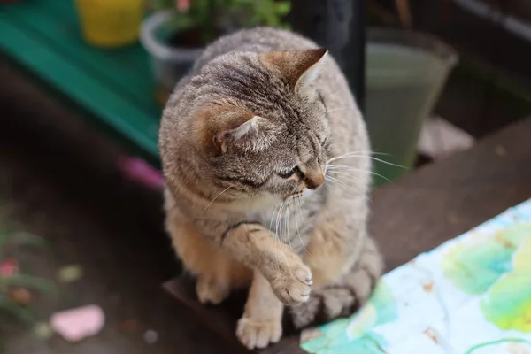 Potret Seekor Kucing — Stok Foto