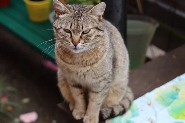 Porträt Einer Katze — Stockfoto