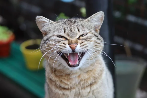 Porträt Einer Katze — Stockfoto