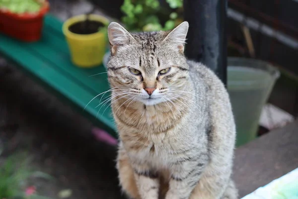 Portrait Cat — Stock Photo, Image