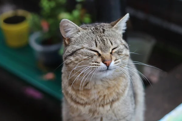 猫の肖像画 — ストック写真