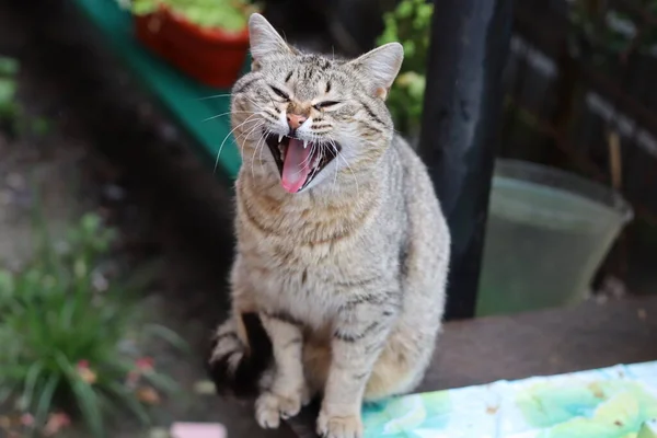 Porträt Einer Katze — Stockfoto