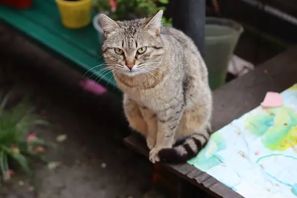 Porträt Einer Katze — Stockfoto