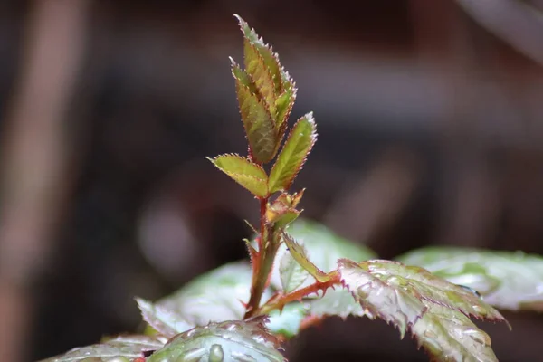 Feuilles Rose Avec Des Gouttes Pluie Dans Jardin — Photo