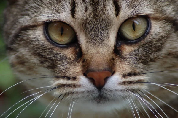 Portret Van Een Kat — Stockfoto