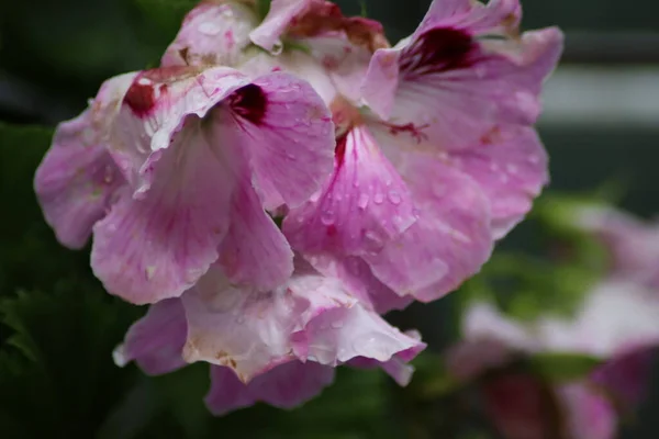 Fiore Nell Erba — Foto Stock