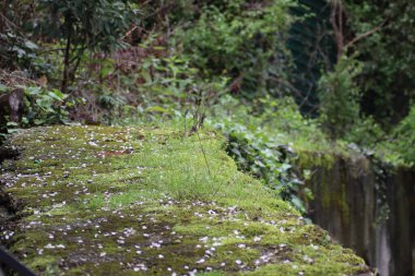 Beton duvarda yeşil yosun