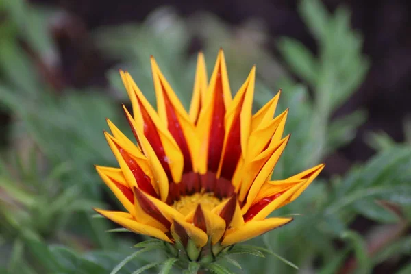 Flor Hierba — Foto de Stock