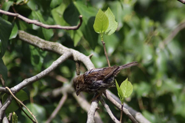 一只湿麻雀坐在树枝上 — 图库照片
