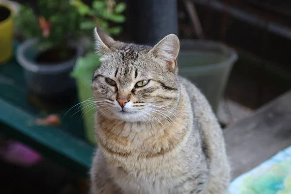 Bir Kedinin Portresi — Stok fotoğraf