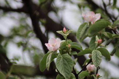 Bahçede çiçek açan ayva tomurcukları