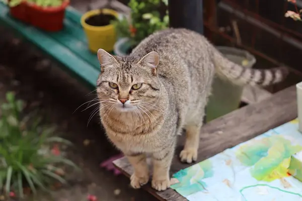 Katze Garten — Stockfoto