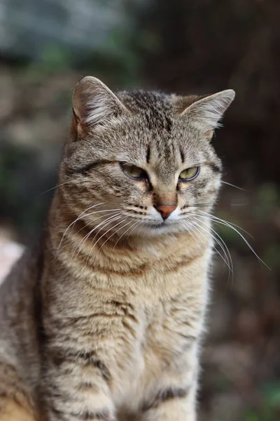 庭の猫 — ストック写真