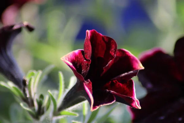 Maroon Petunia Цветок Саду — стоковое фото