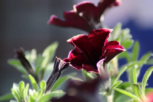 Maroon Petunia Цветок Саду — стоковое фото