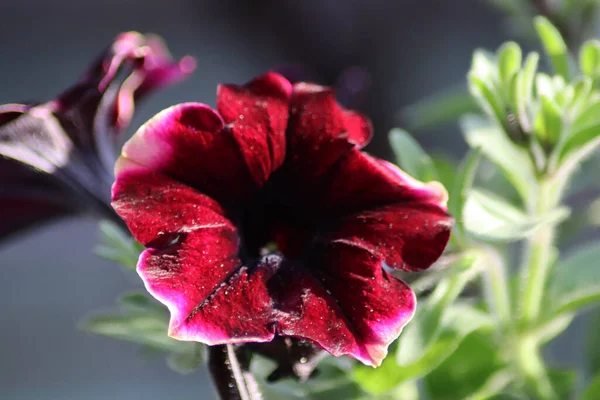 Bahçedeki Kestane Rengi Petunya Çiçeği — Stok fotoğraf