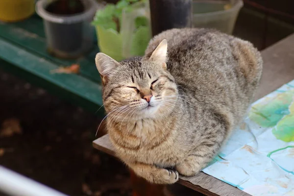 Katze Garten — Stockfoto