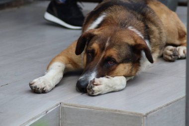 Bir köpeğin portresi.